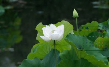 物业6月工作计划6篇