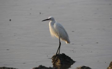 《白鹭》优秀教案6篇