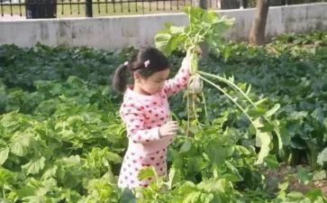 拔萝卜小班教案7篇