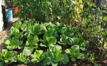 蔬菜合同模板8篇