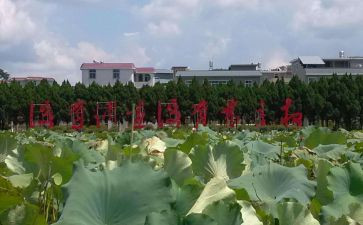 才溪调查心得体会模板6篇