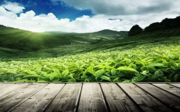 茶活动方案优质7篇