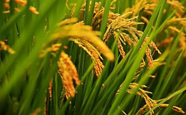 成熟的爱作文5篇