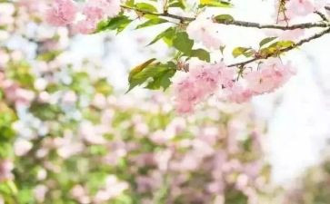 青春期教案5篇