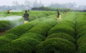 2024地方病防治工作总结7篇