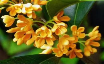 有关桂花的作文8篇