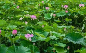 野荷塘读后感优秀6篇