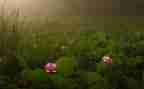 野荷塘读后感精选6篇