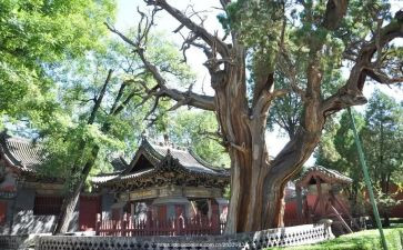 参观晋祠博物馆作文最新7篇