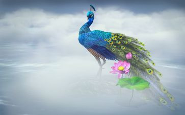 孔雀胆读后感优秀7篇