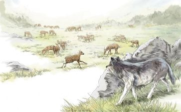 《狼王梦》读后感400字7篇