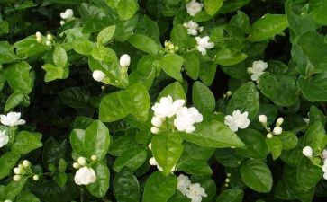 采茉莉花作文模板8篇