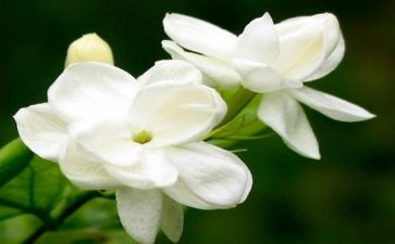 采茉莉花作文最新5篇