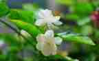 大班音乐教案茉莉花教案8篇