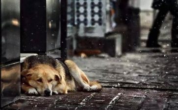 流浪汉与时光老人读后感6篇