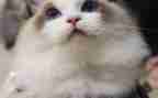 小学猫的读后感优质8篇