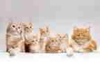 猫创意画教案5篇