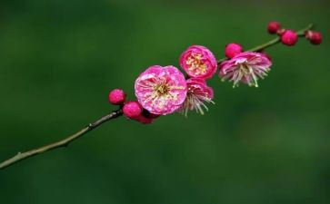 幼儿画梅花教案8篇