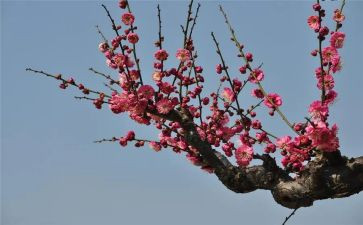 走梅花桩教案6篇