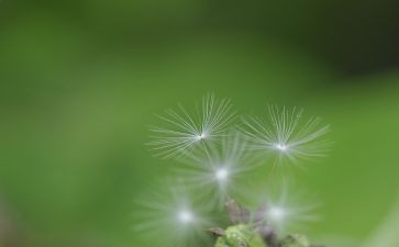 中班《蒲公英》教案7篇