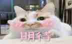 期待话题作文6篇