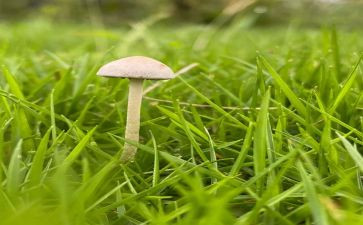 亲近自然为话题作文5篇