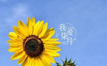 七月花读后感6篇