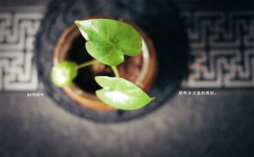 岁月青春的作文8篇