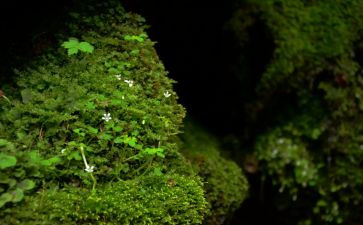 读《苔》的读后感最新7篇