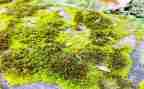 苔作文读后感推荐7篇