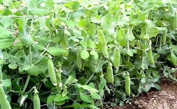 豌豆上的公主心得体会8篇