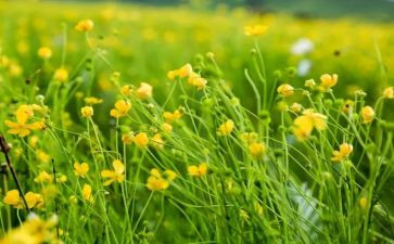 顽强作文600字5篇