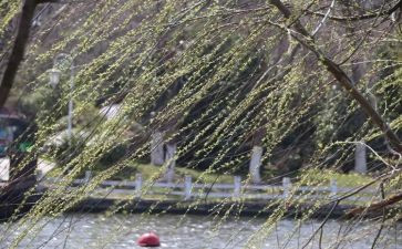 微风作文600字6篇