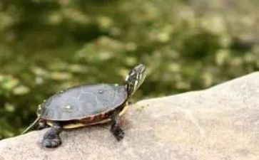 幼儿园中班小乌龟教案6篇