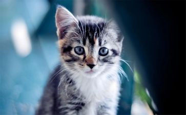 三年级作文我家的小猫300字6篇