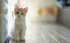 三年级作文我家的小猫300字最新7篇