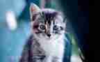 三年级作文我家的小猫300字6篇