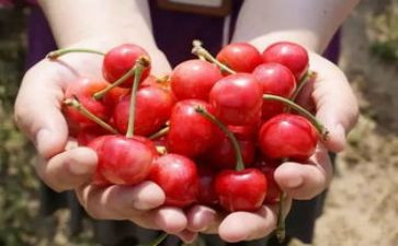 樱桃沟的樱桃节读后感8篇