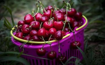 樱桃沟的樱桃节读后感最新7篇