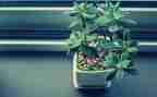 种植物小学生作文精选5篇