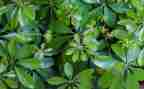 找关于植物的作文最新5篇