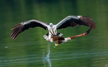 追逐...作文精选8篇