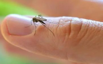蚊子叮蚊子读后感8篇